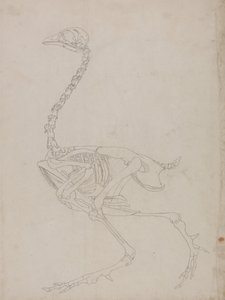 Vergleichende anatomische Darstellung der Struktur des menschlichen Körpers mit der eines Tigers und eines gewöhnlichen Huhns: Hühnerskelett, Seitenansicht (Umrisszeichnung des Skeletts) von George Stubbs
