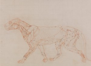 Vergleichende anatomische Darstellung der Struktur des menschlichen Körpers mit der eines Tigers und eines gewöhnlichen Huhns: Tigerkörper, Seitenansicht (Studie der Muskeln) von George Stubbs