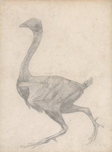 Vergleichende anatomische Darstellung der Struktur des menschlichen Körpers mit der eines Tigers und eines gewöhnlichen Huhns: Huhn, Seitenansicht, mit entfernter Haut und darunterliegenden Faszienschichten von George Stubbs