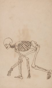 Vergleichende anatomische Darstellung der Struktur des menschlichen Körpers mit der eines Tigers und eines gewöhnlichen Huhns: Menschliches Skelett, Seitenansicht von George Stubbs