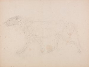 Vergleichende anatomische Darstellung der Struktur des menschlichen Körpers mit der eines Tigers und eines gewöhnlichen Huhns: Tigerkörper, Seitenansicht (Studie der Muskeln) von George Stubbs