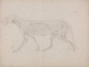 Vergleichende anatomische Darstellung der Struktur des menschlichen Körpers mit der eines Tigers und eines gewöhnlichen Huhns: Tigerkörper, Seitenansicht von George Stubbs
