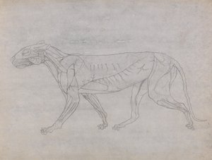 Vergleichende anatomische Darstellung der Struktur des menschlichen Körpers mit der eines Tigers und eines gewöhnlichen Huhns: Tigerkörper, Seitenansicht von George Stubbs
