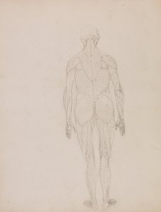 Vergleichende anatomische Darstellung der Struktur des menschlichen Körpers mit der eines Tigers und eines gewöhnlichen Huhns: Menschliche Figur, Rückansicht (Umrisszeichnung) von George Stubbs
