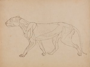 Vergleichende anatomische Darstellung der Struktur des menschlichen Körpers mit der eines Tigers und eines gewöhnlichen Huhns: Tigerkörper, Seitenansicht von George Stubbs