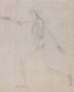 Vergleichende anatomische Darstellung der Struktur des menschlichen Körpers mit der eines Tigers und eines gewöhnlichen Huhns: Menschliches Skelett, Seitenansicht (Umriss des Skeletts) von George Stubbs