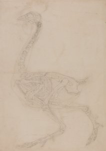 Vergleichende anatomische Darstellung der Struktur des menschlichen Körpers mit der eines Tigers und eines gewöhnlichen Huhns: Hühnerskelett, Seitenansicht von George Stubbs