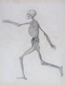 Vergleichende anatomische Darstellung der Struktur des menschlichen Körpers mit der eines Tigers und eines gewöhnlichen Huhns: Menschliche Figur, Seitenansicht, 1795-1806 von George Stubbs