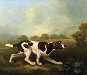 Ein Vorstehhund