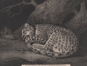 Ein schlafender Leopard, vom Künstler graviert, veröffentlicht 1791 (Radierung)