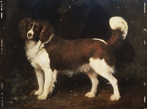 Ein Spaniel in einer Landschaft, 1784
