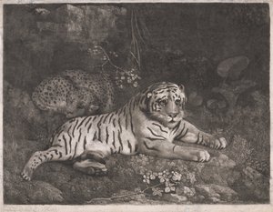 Ein Tiger und ein schlafender Leopard
