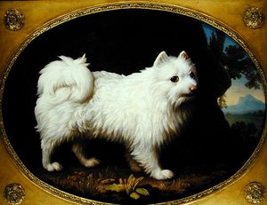 Ein weißer Spitz, ca. 1770