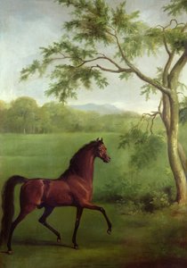 Ein arabischer Hengst unter einem Baum, ca. 1761-63 von George Stubbs