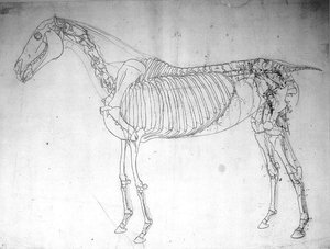 Anatomische Studie eines Pferdes