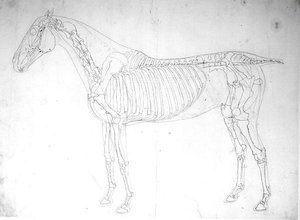 Anatomische Studie eines Pferdes