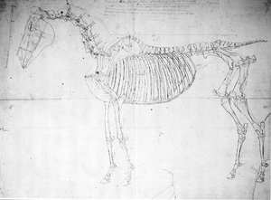 Anatomische Studie eines Pferdes