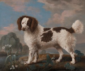 Brauner und weißer Norfolk- oder Wasserspaniel von George Stubbs
