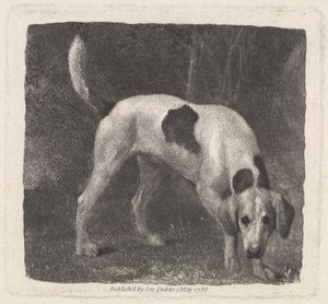Hund [Ein Foxhound auf der Spur]
