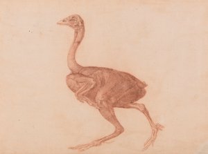 Dorking-Henne, Seitenansicht von George Stubbs