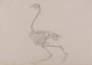 Dorking-Huhn-Skelett, Seitenansicht (Fertige Studie für eine unveröffentlichte Tafel)