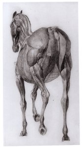 Rückenansicht der Muskelstruktur eines schrittweise sezierten Pferdes, Studie Nr. 7 aus Die Anatomie des Pferdes, 1766