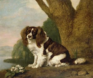Fanny, ein braun-weißer Spaniel