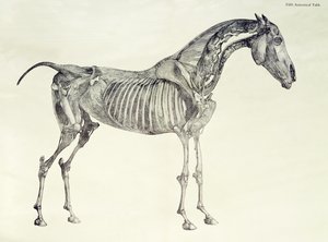 Fünfte anatomische Tafel, aus 