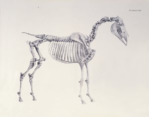 Erster Skelett-Tisch, aus Die Anatomie des Pferdes