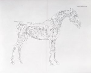 Vierte anatomische Tafel, aus 