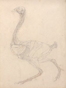 Vogelkörper, Seitenansicht (Studie für die Schlüsselfigur zu Tabelle XV)