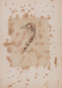 Vogelkopf und -hals, Seitenansicht von George Stubbs
