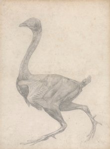 Vogel, Seitenansicht, mit entfernter Haut und darunterliegenden Faszienschichten (Fertige Studie für Tafel XV) von George Stubbs