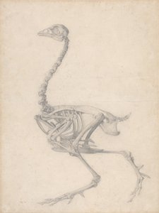 Vogelskelett, Seitenansicht (Fertige Studie für Tabelle V)