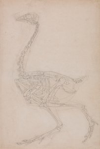 Vogelskelett, seitliche Ansicht (wahrscheinlich Grundstudie der Proportionen des Vogelskeletts für andere Zeichnungen verwendet)