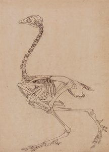 Vogelskelett, Seitenansicht