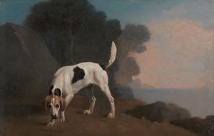 Foxhound, Foxhound auf der Fährte, ca. 1760