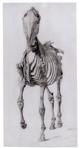 Frontalansicht des Skeletts eines Pferdes, Studie Nr. 10 aus Die Anatomie des Pferdes, 1766
