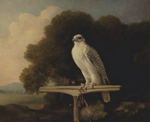 Grönlandfalke, Gyrfalke von George Stubbs
