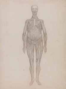 Menschliche Figur, Vorderansicht