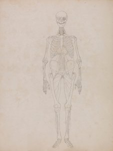 Menschliche Figur, Vorderansicht (Umrissfigur) von George Stubbs