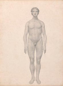 Menschliche Figur, vordere Ansicht, unzerlegt (fertige Studie für Tabelle VI)