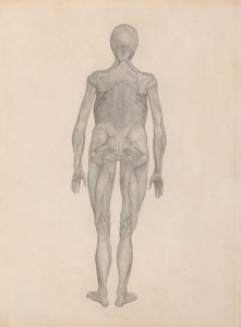 Menschliche Figur, hintere Ansicht (fertige Studie für eine unveröffentlichte Platte)