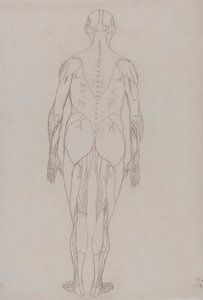 Menschliche Figur, Rückansicht (Umrisszeichnung für Schlüsselfigur zu Tafel XII)