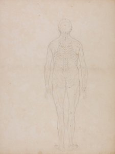 Menschliche Figur, Rückansicht