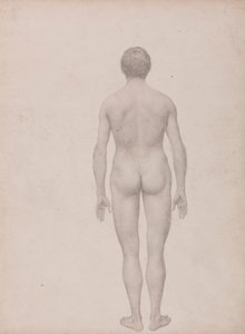 Menschliche Figur, Rückansicht, unseziert (Fertige Studie für Tabelle VII)