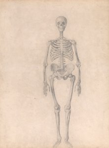 Menschliches Skelett, Vorderansicht (Fertige Studie für Tabelle I) von George Stubbs