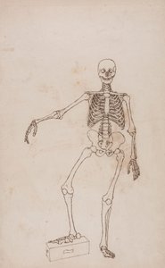 Menschliches Skelett, Vorderansicht von George Stubbs
