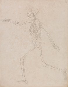 Menschliches Skelett, Seitenansicht von George Stubbs