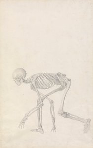 Menschliches Skelett, Seitenansicht von George Stubbs